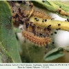 melitaea arduinna2 larva3 c